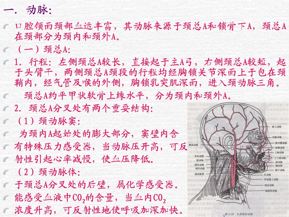 口解血管ppt课件.ppt_第2页