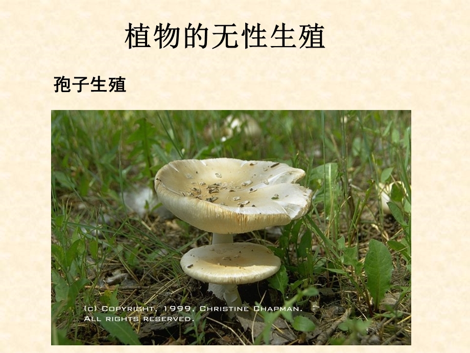 植物的无性生殖2.ppt_第1页