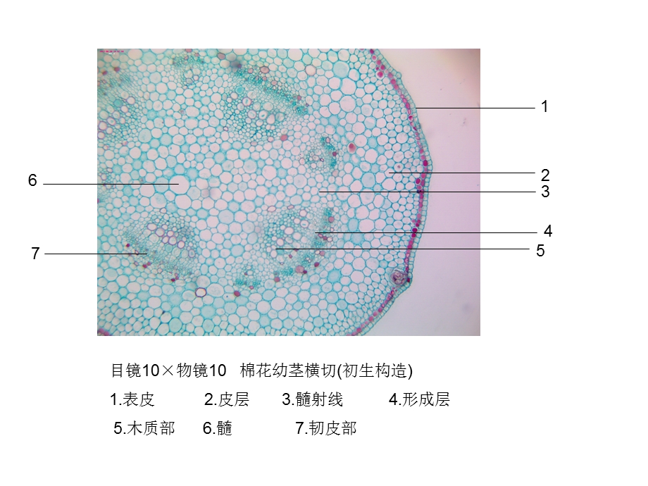 潘晓军药用植物学茎.ppt_第1页