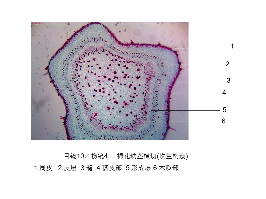 潘晓军药用植物学茎.ppt_第2页