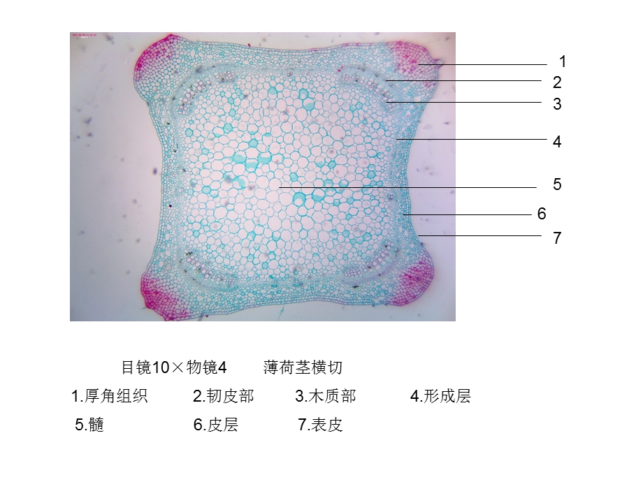 潘晓军药用植物学茎.ppt_第3页