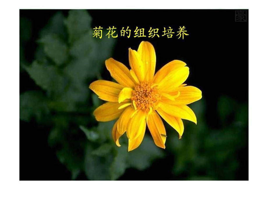 31菊花的组织培养经典.ppt_第2页