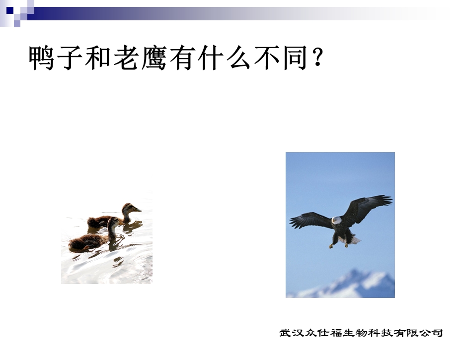 鸭子和老鹰.ppt_第2页