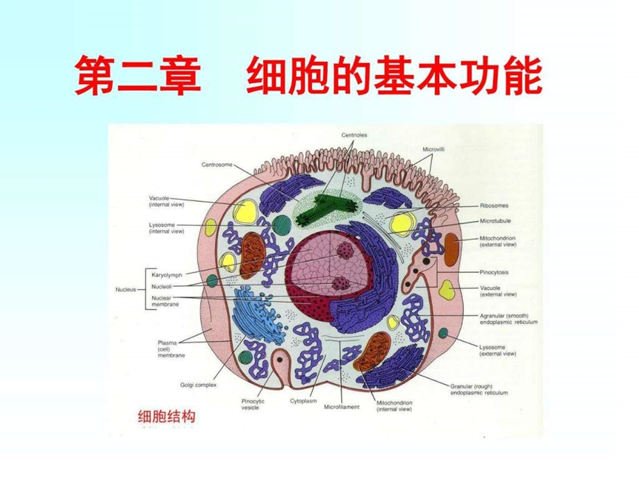 生理课件细胞的基本功能图文.ppt.ppt_第1页