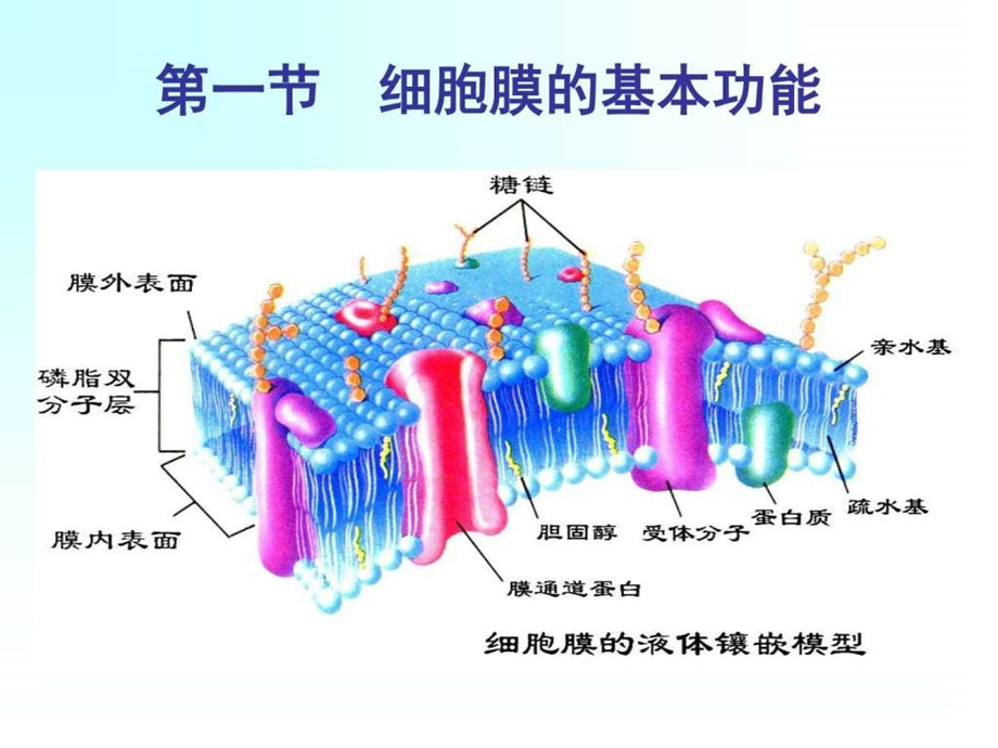 生理课件细胞的基本功能图文.ppt.ppt_第3页