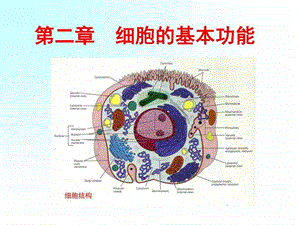 生理课件细胞的基本功能图文.ppt.ppt