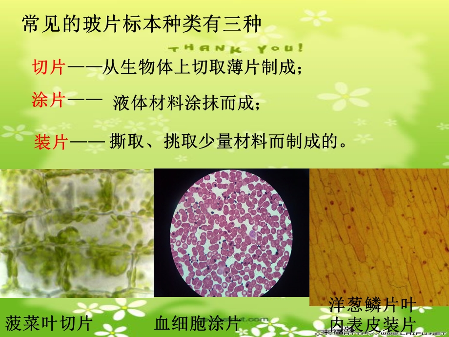 人教版七上第二单元第一章第二节+植物细胞（共37张PPT）.ppt_第3页