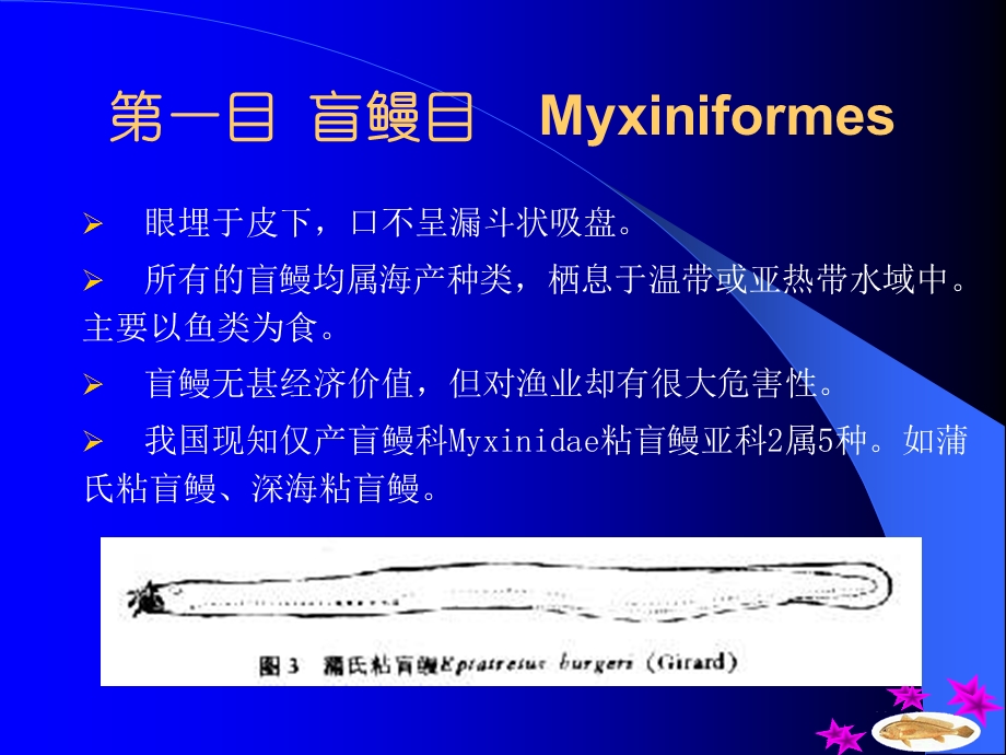 第十三章圆口纲Cyclosyomata.ppt_第2页