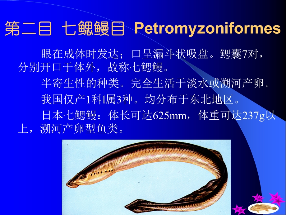 第十三章圆口纲Cyclosyomata.ppt_第3页