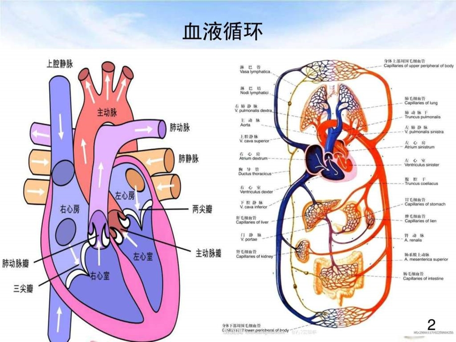 高血压图文1647769425.ppt.ppt_第2页