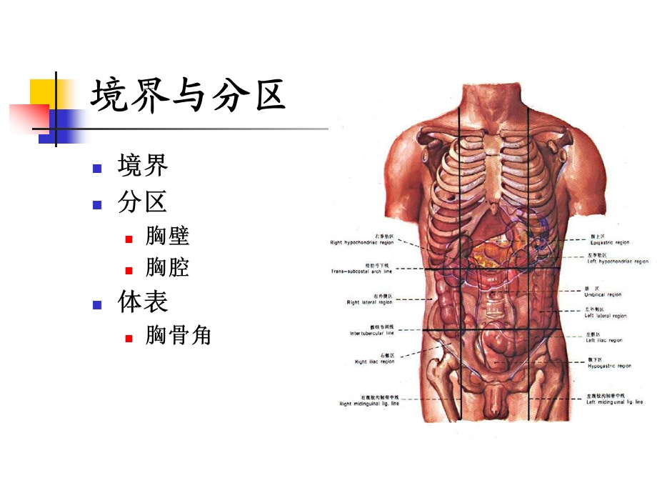 局解课件理论课胸壁.ppt_第2页