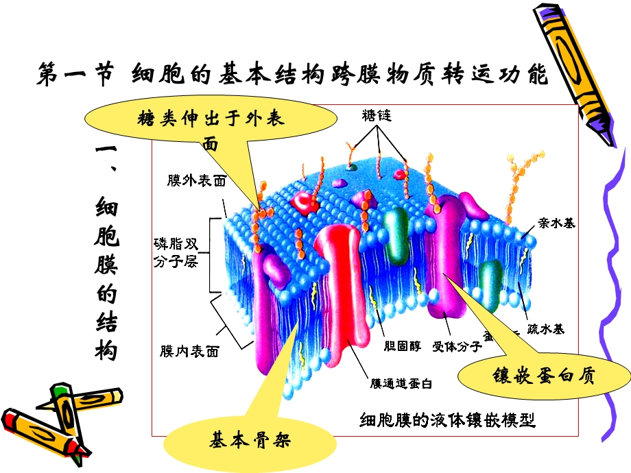 生理学第二章细胞的基本功能演示文稿文档资料.ppt_第1页