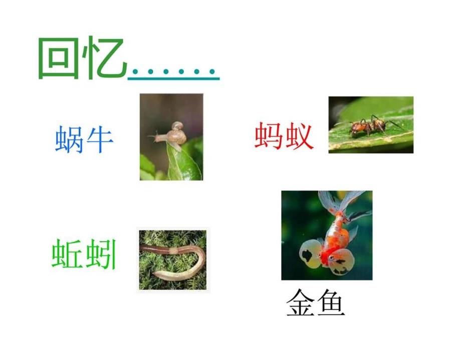 小学科学动物的共同特点图文1659293550.ppt.ppt_第3页