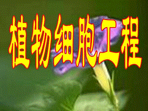 植物细胞工程的基本技术.ppt.ppt