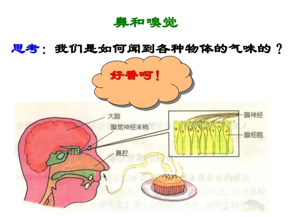 21感觉世界2.ppt_第3页