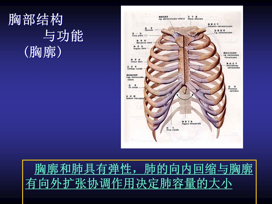 呼吸训练ppt课件.ppt_第3页