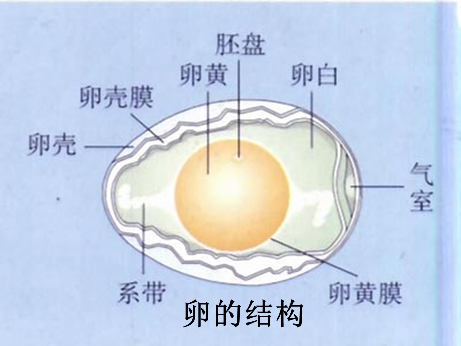 八年级生物下册第七单元第一章第4节_鸟的生殖与发育课件.ppt_第3页