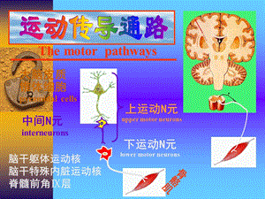 运动传导通路.ppt