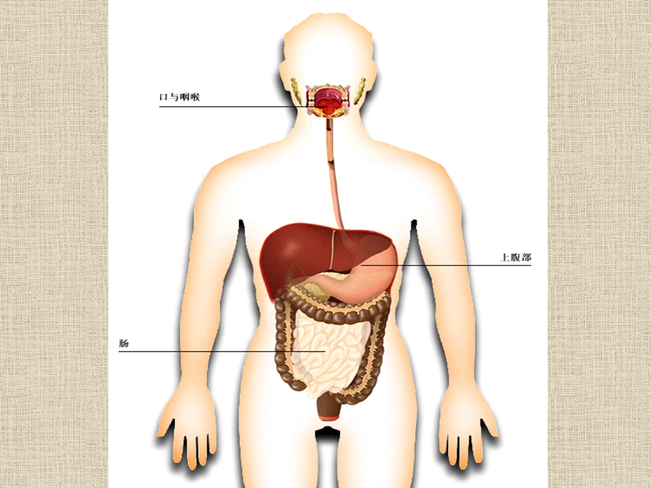 6消化系统.ppt_第2页