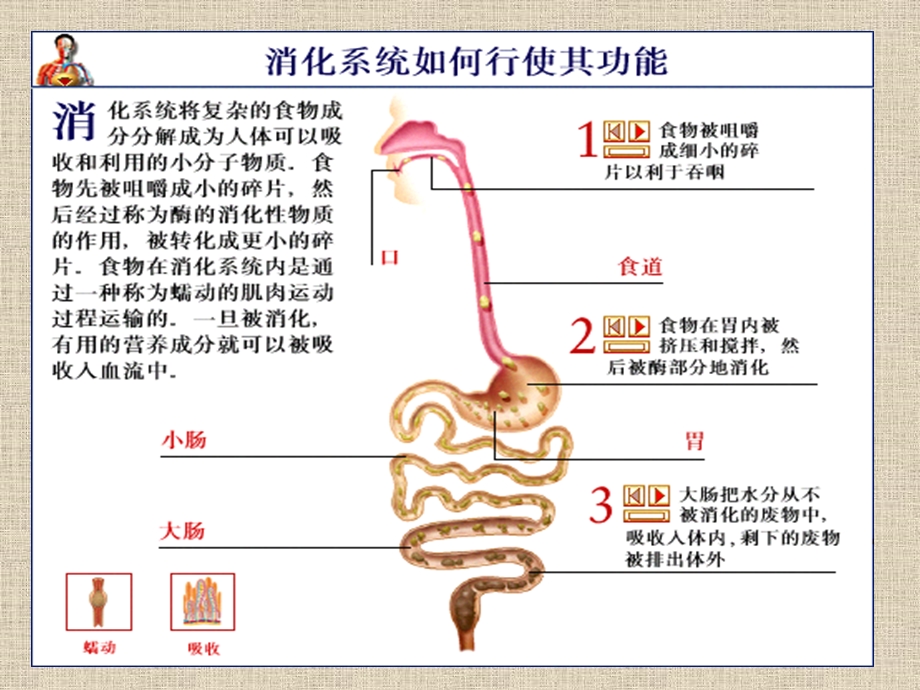 6消化系统.ppt_第3页