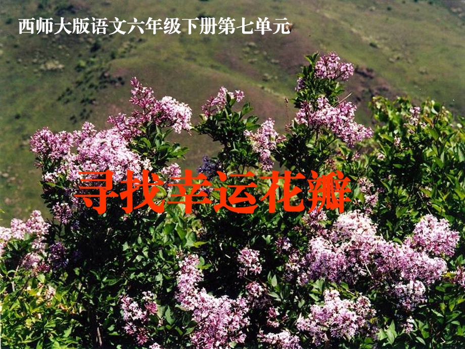 25寻找幸运花瓣.ppt_第1页