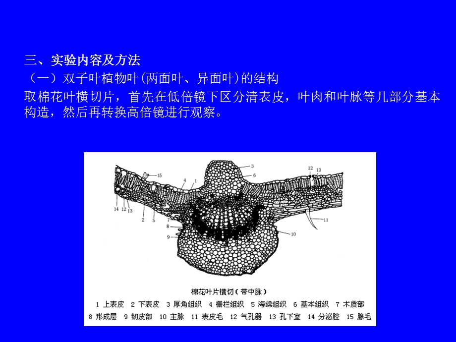 734实验六叶的结构不同生境下植物叶片结构的比较观察.ppt_第3页