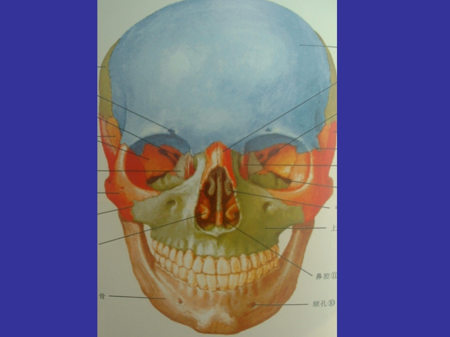 颌面部骨与肌肉ppt课件.ppt_第3页