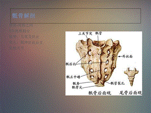 骶骨肿瘤ppt课件PPT文档.ppt