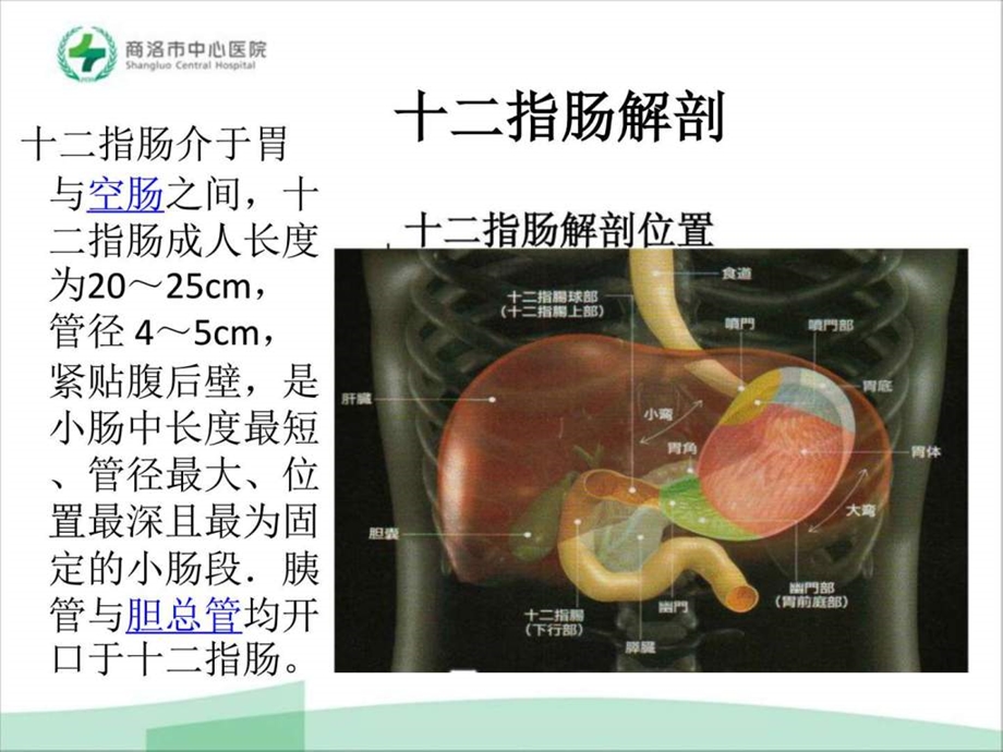 十二指肠癌图文.ppt.ppt_第2页