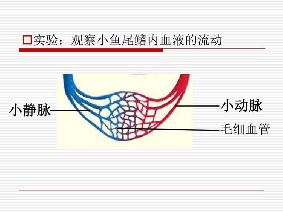 442血管和心脏图文.ppt.ppt_第2页