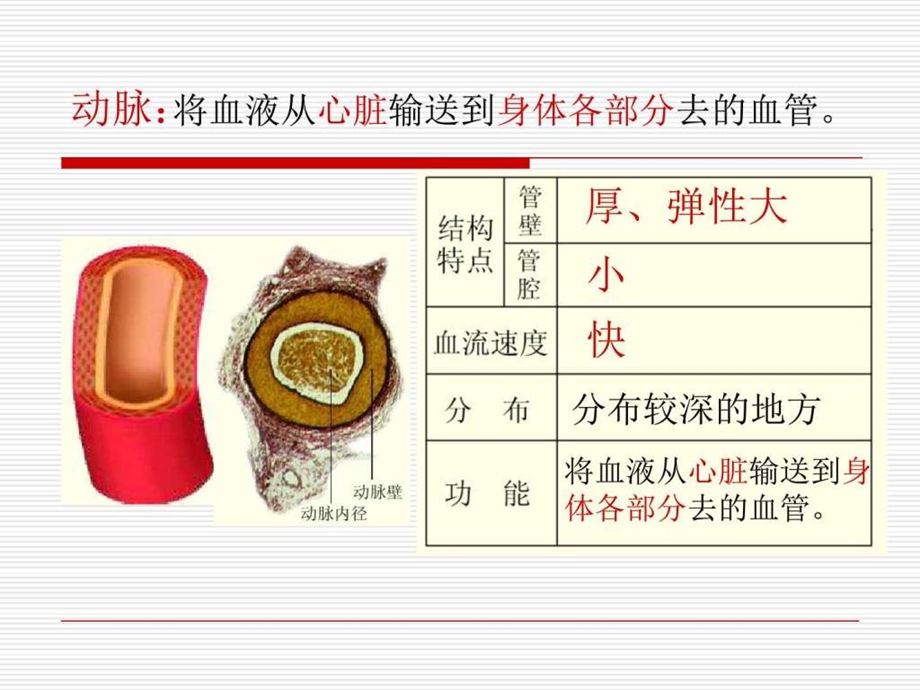 442血管和心脏图文.ppt.ppt_第3页