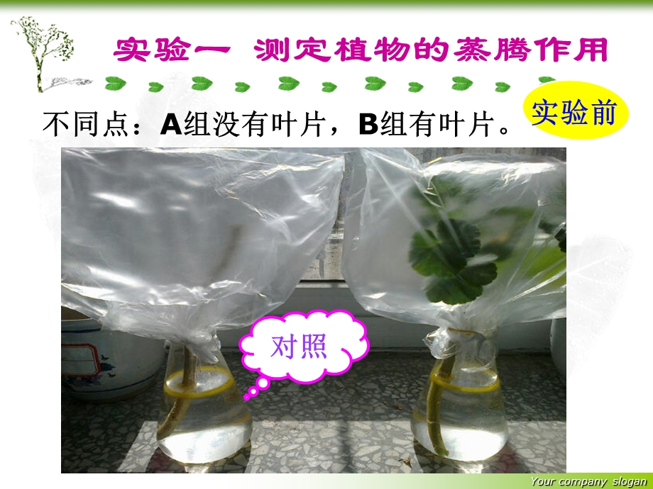 绿色植物与生物圈中的水循环.ppt_第3页