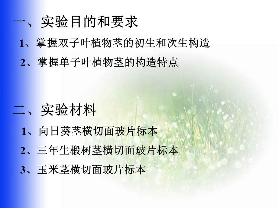 茎的初生和次生构造.ppt_第2页