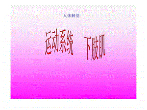 人体解剖骨骼肌下肢肌.ppt.ppt