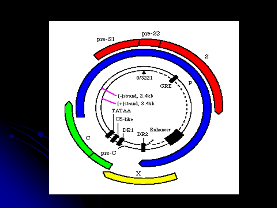 232病原学乙型肝炎病毒HBV.ppt_第3页