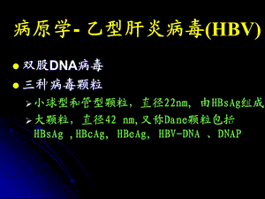 232病原学乙型肝炎病毒HBV.ppt