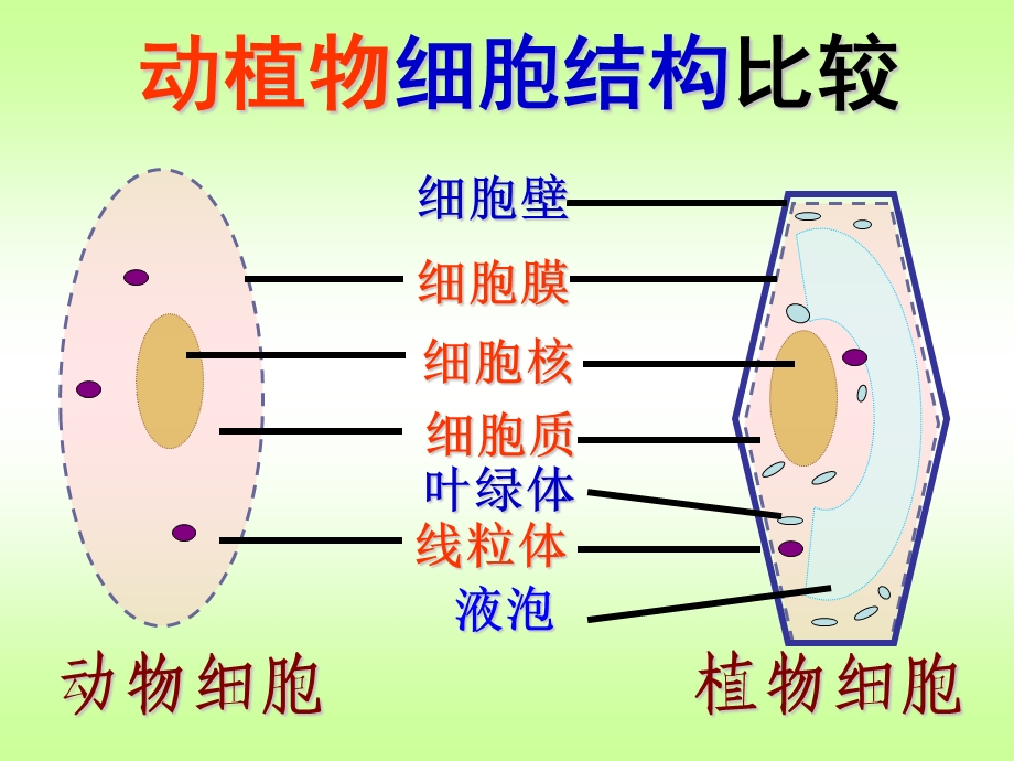 第四节细胞的生活.ppt_第2页