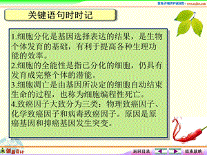 课件22细胞分化、衰老、凋亡和癌变.ppt