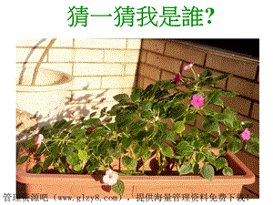 植物会聚.ppt