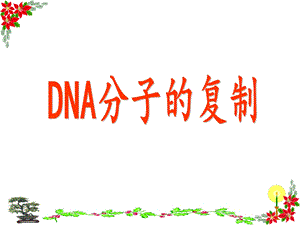 DNA分子的复制tang.ppt