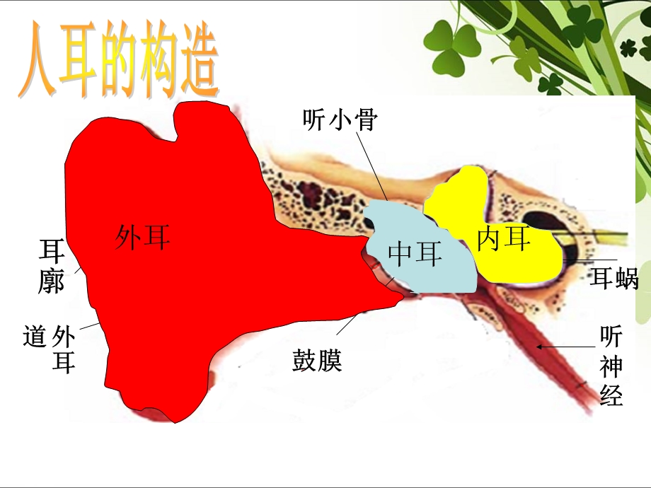 教科版科学四上我们是怎样听到声音的PPT课件6.ppt_第3页