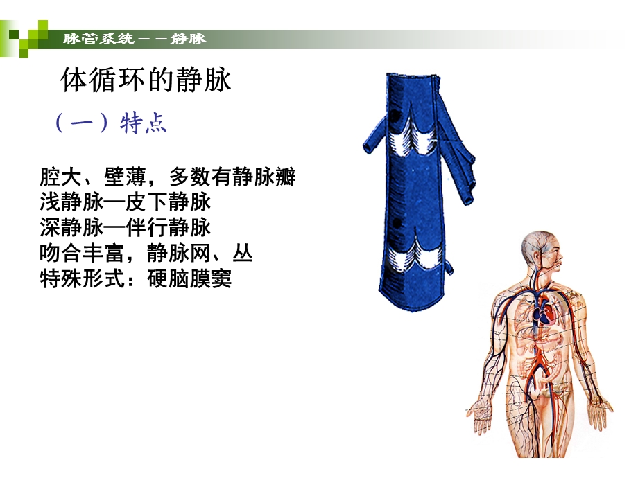 静脉和淋巴精选文档.ppt_第1页