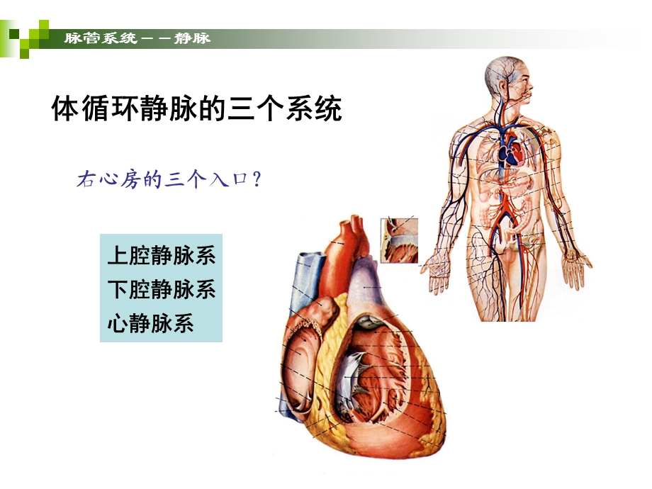 静脉和淋巴精选文档.ppt_第3页