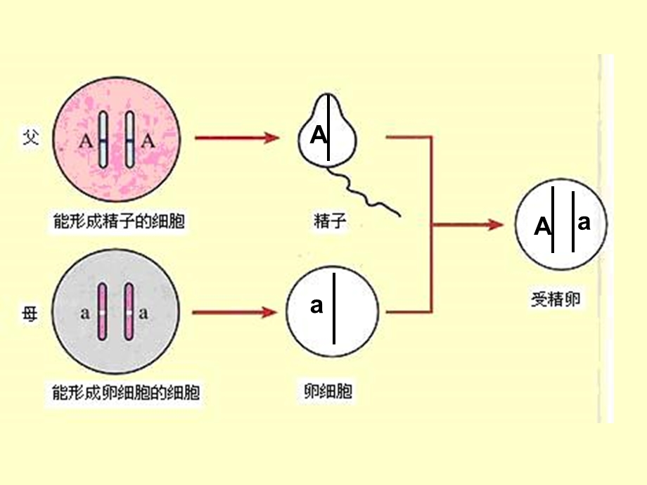 基因的显性和隐性4.ppt_第2页