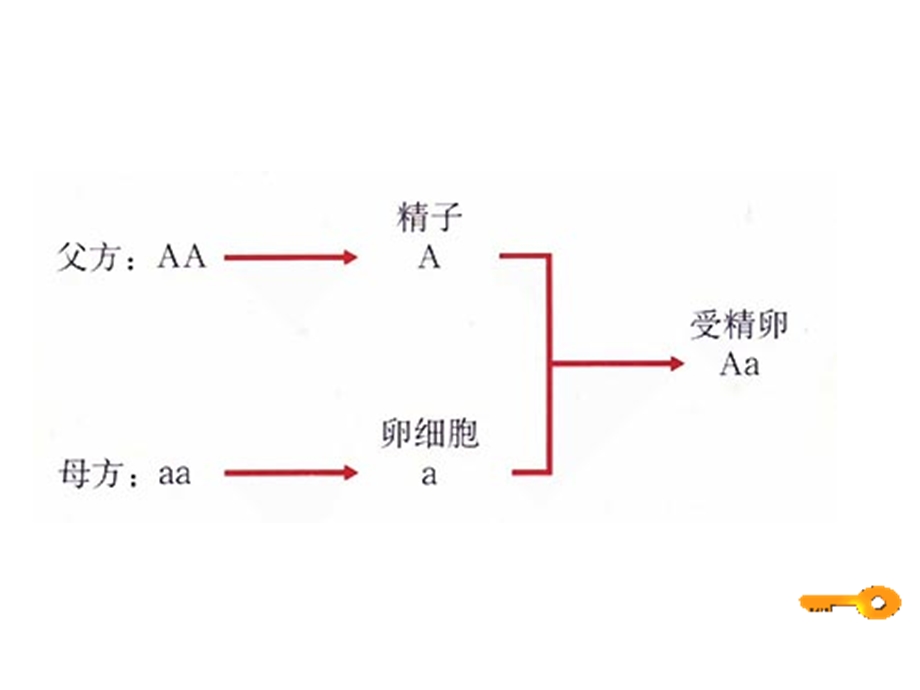 基因的显性和隐性4.ppt_第3页