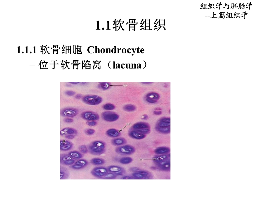 第5章软骨和骨ppt课件.ppt_第3页