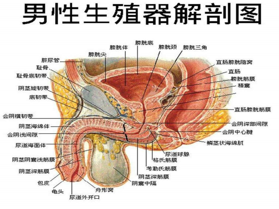 男性健康.ppt_第3页