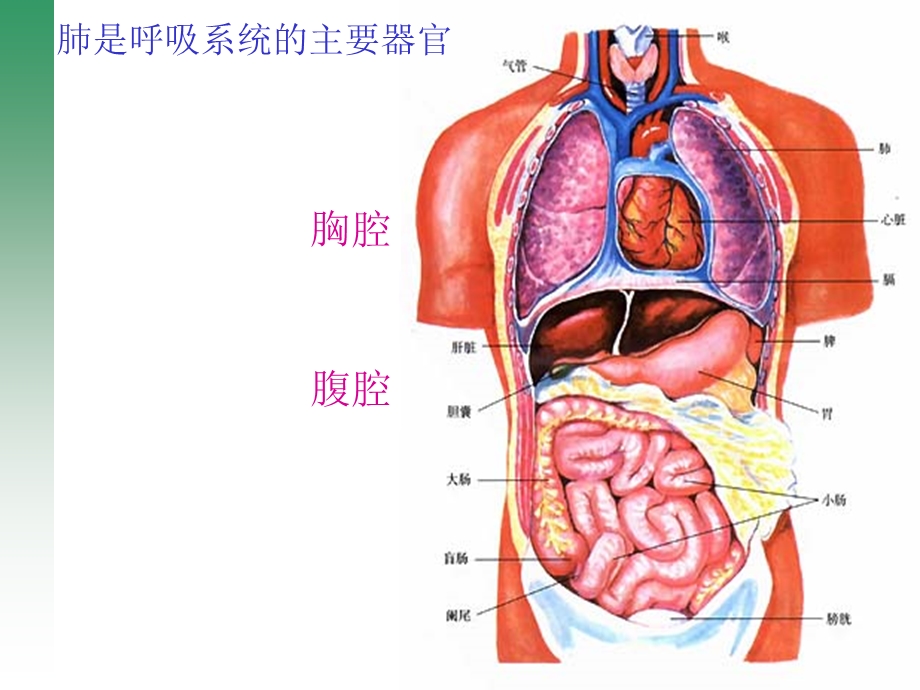 第四单元第三章第二节发生在肺内的气体交换.ppt_第3页