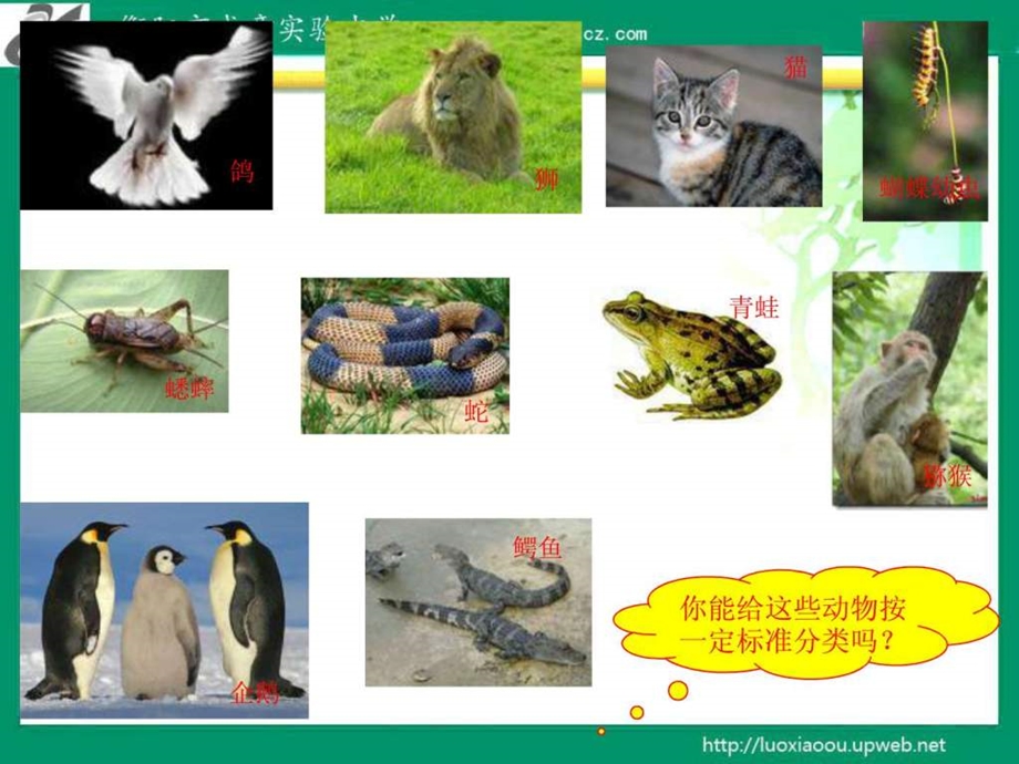 多种多样的动物123.ppt.ppt_第3页