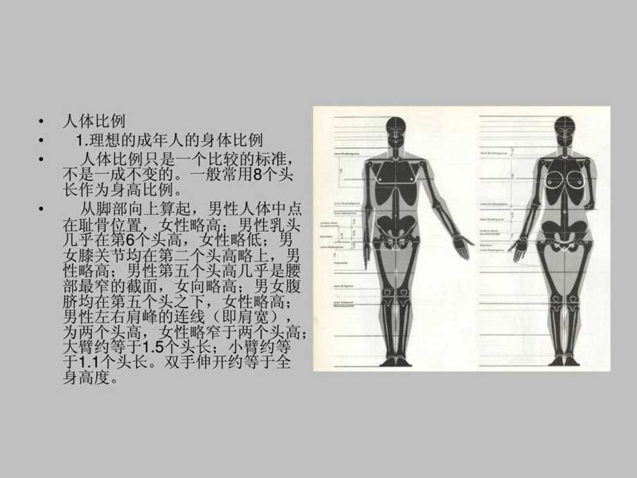 艺术用人体完整比例骨骼1.ppt.ppt_第1页